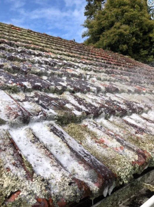 Moss and lichen on a tile roof before treatment